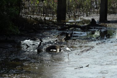 Küçük nehirde yüzen kuşlar 