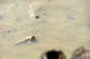 Küçük nehirde yüzen kuş  