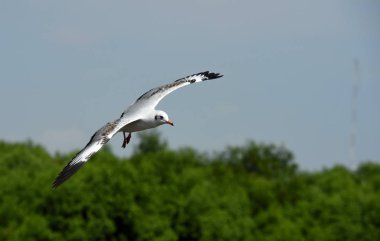 Deniz martı arka plan üzerinde mavi bir sky.seagulls mavi gökyüzüne uçan eylem uçar..