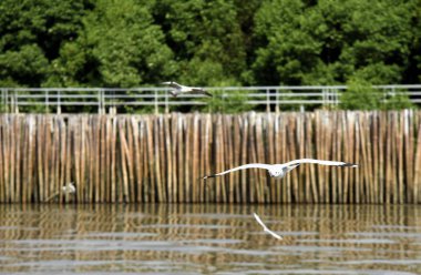Martı denizin üzerinde uçuyor..