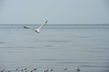 Deniz martı arka plan üzerinde mavi bir sky.seagulls mavi gökyüzüne uçan eylem uçar..