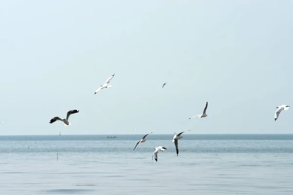 Gaviotas Volando Sobre Mar — Foto de Stock