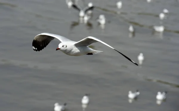 Gabbiani Che Nuotano Mare Giorno — Foto Stock