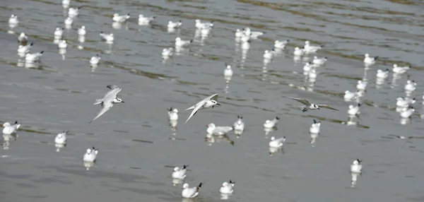 Чайки Плавают Море Днем — стоковое фото