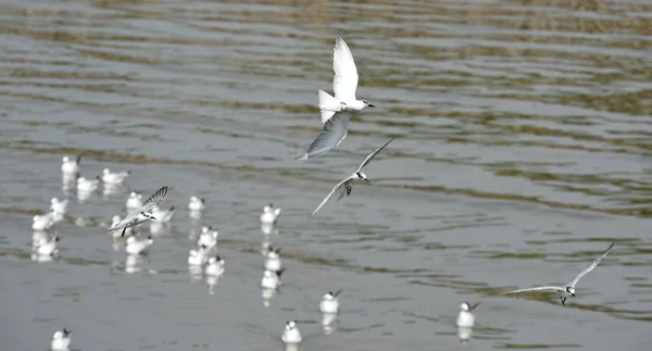 昼間に海で泳いでいるカモメは — ストック写真