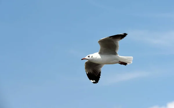 Sea Gull Leci Tle Niebieski Sky Seagulls Działania Latania Błękitne — Zdjęcie stockowe