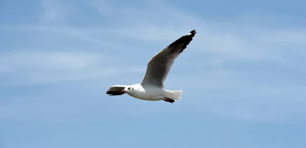 カモメ飛ぶ背景に青い空に飛んでアクションで青 Sky Seagulls — ストック写真