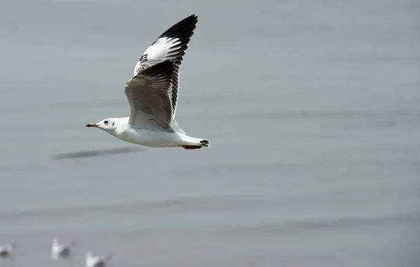 カモメ飛ぶ背景に青い空に飛んでアクションで青 Sky Seagulls — ストック写真