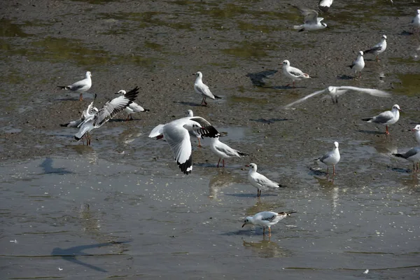 Seagulls Latania Nad Morzem Zbliżenie Obraz Kierdel Seagulls Latania Nad — Zdjęcie stockowe
