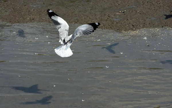 カモメが海の上を飛んでします 青い空を背景に海の上を飛んでカモメの群れのクローズ アップ画像 — ストック写真