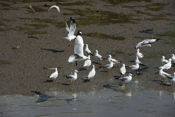 Seagulls Flying Sea Closeup Image Flock Seagulls Flying Sea Blue — Stock Photo, Image