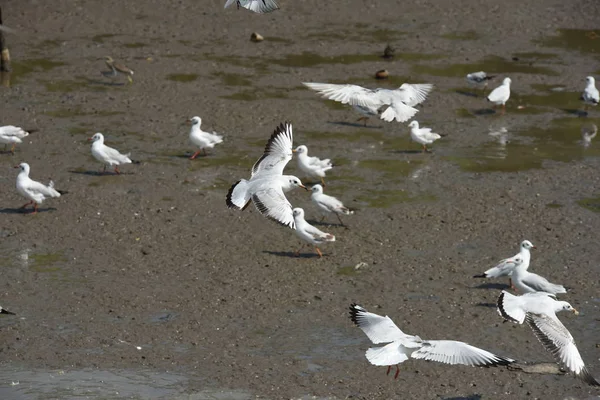 Gaivotas Voando Mar Imagem Close Bando Gaivotas Voando Acima Mar — Fotografia de Stock