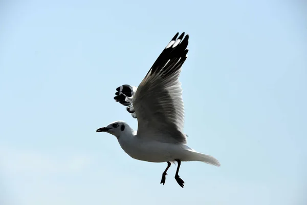 Sea Gull Flies Background Blue Sky Seagulls Action Flying Blue — Stock Photo, Image