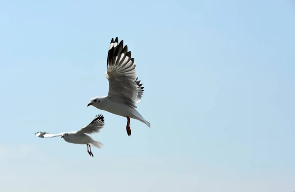 Havsfiskmåsen Flugor Bakgrunden Blå Sky Seagulls Aktion Som Flyger Den — Stockfoto