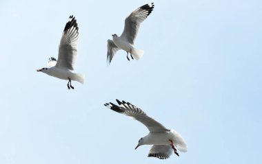 Deniz martı arka plan üzerinde mavi bir sky.seagulls mavi gökyüzüne uçan eylem uçar.