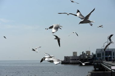 Deniz martı arka plan üzerinde mavi bir sky.seagulls mavi gökyüzüne uçan eylem uçar.