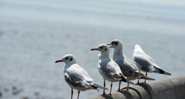 Deniz martı arka plan üzerinde mavi bir sky.seagulls mavi gökyüzüne uçan eylem uçar.