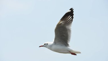 Martılar mavi gökyüzüne uçan eylem. Martılar denizin gökyüzü arka planı üzerinde havada uçmak.