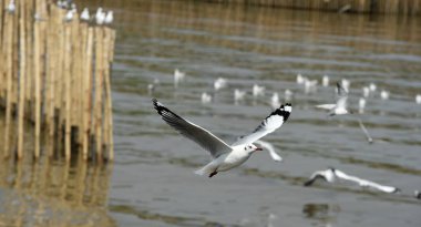 Martılar mavi gökyüzüne uçan eylem. Martılar denizin gökyüzü arka planı üzerinde havada uçmak.