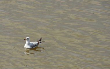 martı deniz suyunda yüzüyor.