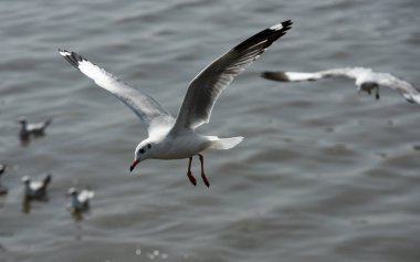 Grup: Samut Prakarn, Thailand.seagulls mavi gökyüzüne uçan eylem denizde Bangpu üzerinde uçan martılar. Martılar denizin gökyüzü arka planı üzerinde havada uçmak.