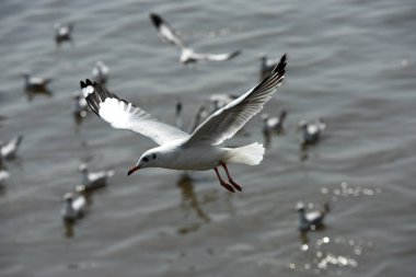 Grup: Samut Prakarn, Thailand.seagulls mavi gökyüzüne uçan eylem denizde Bangpu üzerinde uçan martılar. Martılar denizin gökyüzü arka planı üzerinde havada uçmak.