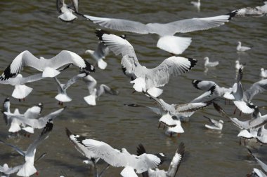Grup: Samut Prakarn, Thailand.seagulls mavi gökyüzüne uçan eylem denizde Bangpu üzerinde uçan martılar. Martılar denizin gökyüzü arka planı üzerinde havada uçmak.