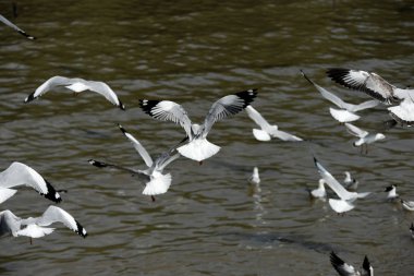 Grup: Samut Prakarn, Thailand.seagulls mavi gökyüzüne uçan eylem denizde Bangpu üzerinde uçan martılar. Martılar denizin gökyüzü arka planı üzerinde havada uçmak.