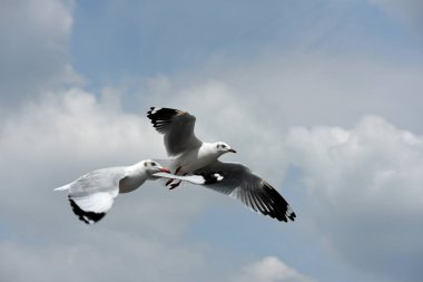 Deniz martı arka plan üzerinde mavi bir sky.seagulls mavi gökyüzüne uçan eylem uçar..