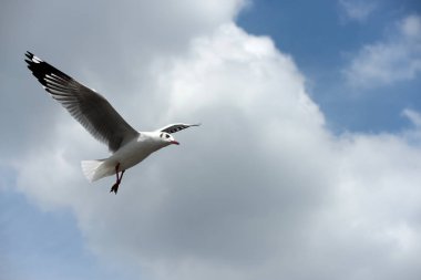 Deniz martı arka plan üzerinde mavi bir sky.seagulls mavi gökyüzüne uçan eylem uçar..