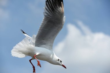 Deniz martı arka plan üzerinde mavi bir sky.seagulls mavi gökyüzüne uçan eylem uçar..