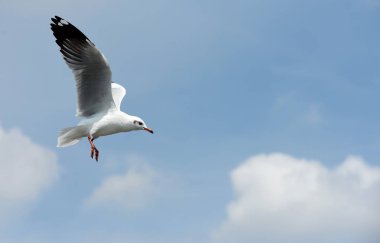 Deniz martı arka plan üzerinde mavi bir sky.seagulls mavi gökyüzüne uçan eylem uçar..