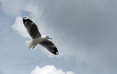 Deniz martı arka plan üzerinde mavi bir sky.seagulls mavi gökyüzüne uçan eylem uçar..