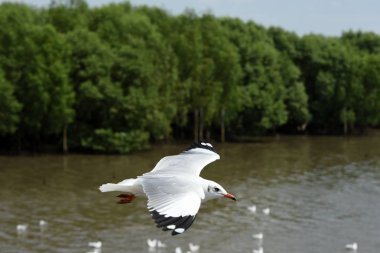 Deniz martı arka plan üzerinde mavi bir sky.seagulls mavi gökyüzüne uçan eylem uçar..