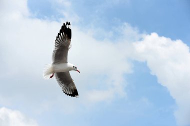 Deniz martı arka plan üzerinde mavi bir sky.seagulls mavi gökyüzüne uçan eylem uçar..