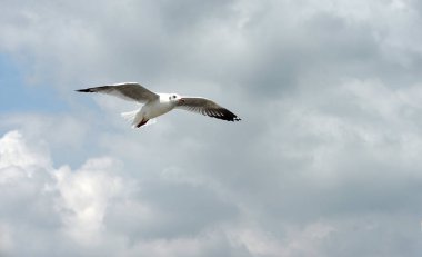 Deniz martı arka plan üzerinde mavi bir sky.seagulls mavi gökyüzüne uçan eylem uçar..