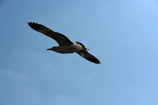 Gabbiano Mare Vola Sullo Sfondo Cielo Blu Gabbiani Azione Che — Foto Stock