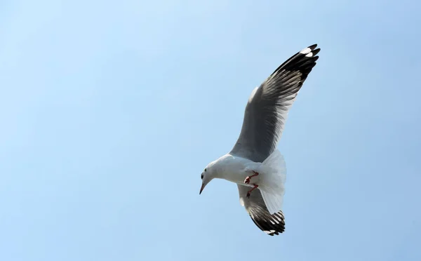 Die Möwe Fliegt Auf Dem Hintergrund Ein Blauer Himmel Möwen — Stockfoto