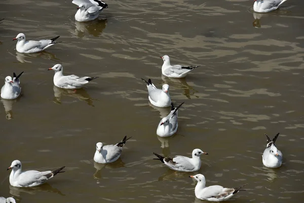 Gaivotas Ação Voando Céu Azul Gaivotas Voam Sobre Mar Contra — Fotografia de Stock