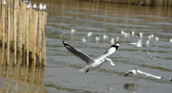 Gaivotas Ação Voando Céu Azul Gaivotas Voam Sobre Mar Contra — Fotografia de Stock