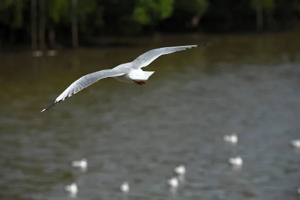 Sea Gull Flies Background Blue Sky Seagulls Action Flying Blue — Stock Photo, Image