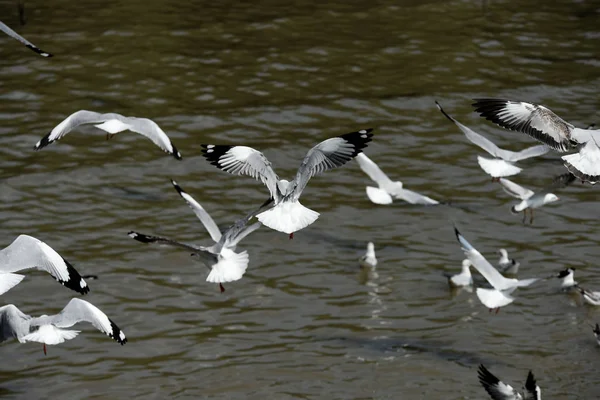 サムットプラカーン 青い空に飛んでアクションで Thailand Seagulls Bangpu 海の上を飛んでカモメのグループ 空の背景海空を飛ぶカモメ — ストック写真