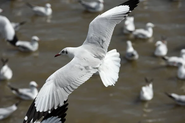 Skupina Racky Letící Nad Bangpu Moře Samut Prakarn Thailand Seagulls — Stock fotografie