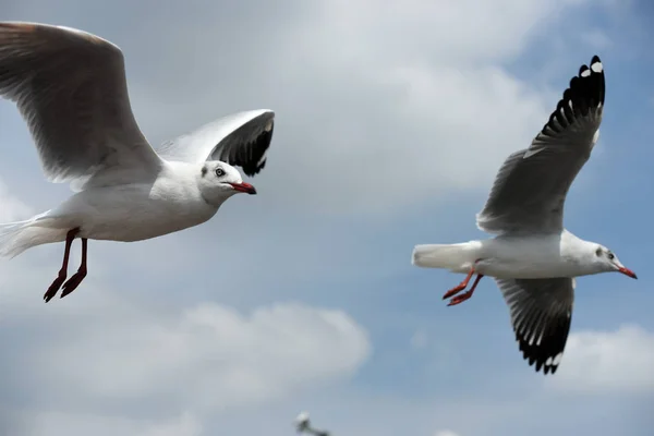 갈매기 바탕에 하늘에 행동에 Sky Seagulls — 스톡 사진