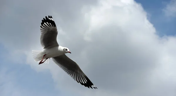 Die Möwe Fliegt Auf Dem Hintergrund Ein Blauer Himmel Möwen — Stockfoto