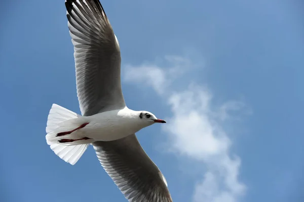 Deniz Martı Arka Plan Üzerinde Mavi Bir Sky Seagulls Mavi — Stok fotoğraf