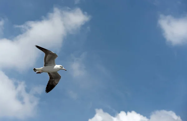 Die Möwe Fliegt Auf Dem Hintergrund Ein Blauer Himmel Möwen — Stockfoto