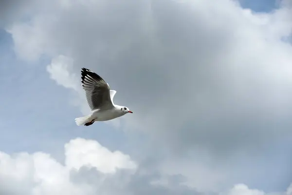 Die Möwe Fliegt Auf Dem Hintergrund Ein Blauer Himmel Möwen — Stockfoto