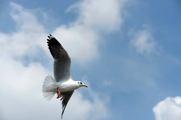 Die Möwe Fliegt Auf Dem Hintergrund Ein Blauer Himmel Möwen — Stockfoto