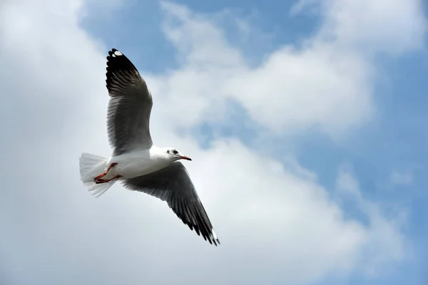 Sea Gull Flies Background Blue Sky Seagulls Action Flying Blue — Stock Photo, Image